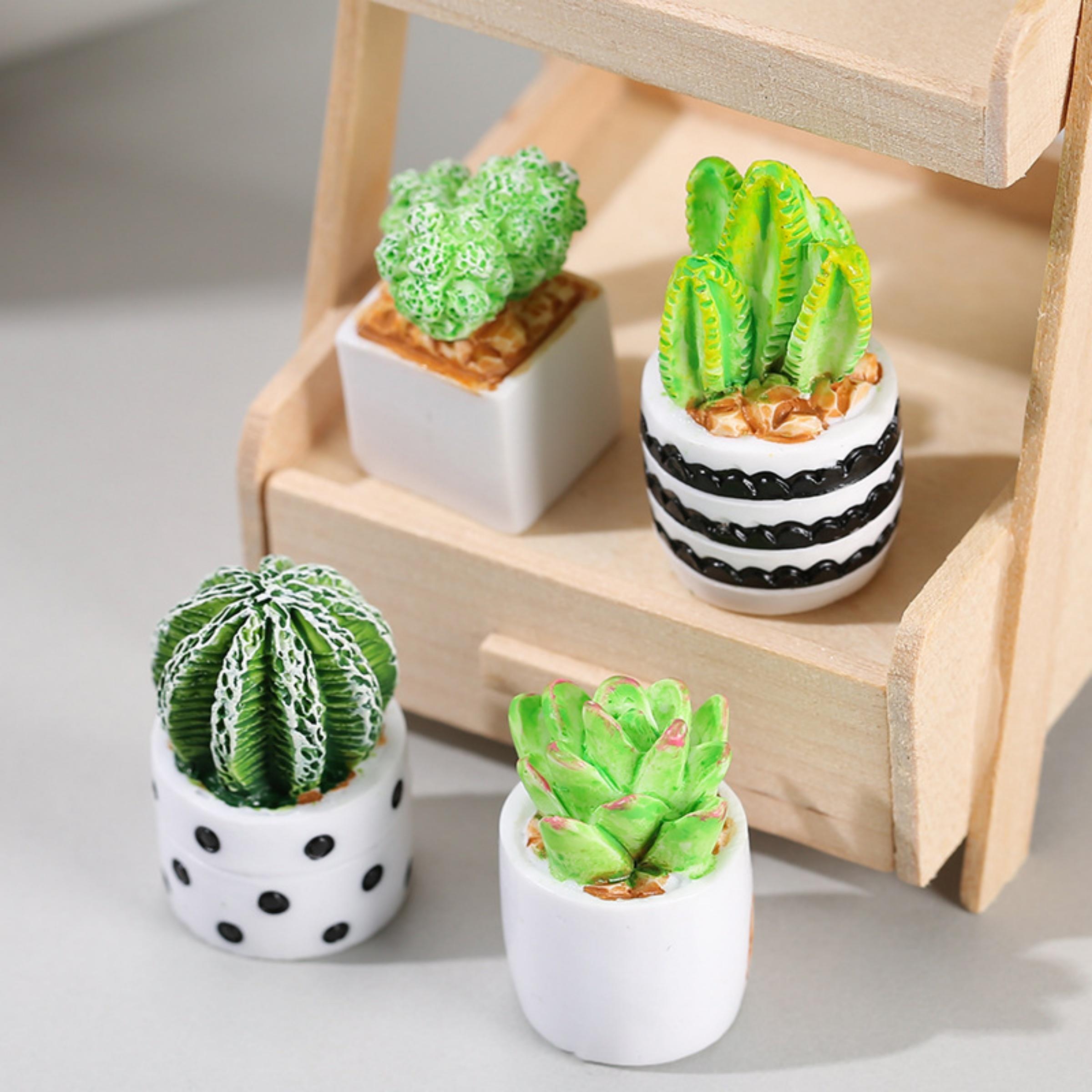 Echeveria Succulent - 4-częściowy zestaw sukulentów w doniczkach, akcesoria